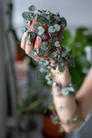 Person holding Ceropegia Woodii houseplant with long heart shaped leaves in terracotta pot closeup, plant curls around hand. String of hearts succulent plant in flowerpot. Home gardening concept.