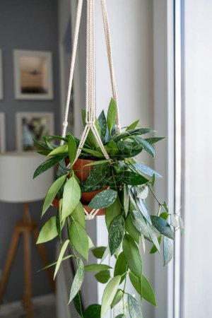 Photo for Plant Hoya gracilis in terracotta pot hanging from cotton macrame next to the window at home. Hoya in hanging pot. Green houseplant in handmade holders made of rope. Urban jungle trend concept. - Royalty Free Image