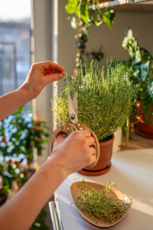 Female cutting fresh home grown thyme for cooking with scissors closeup, puts it in bamboo bowl. Harvest of aromatic herbs in pot in kitchen. Indoor herb gardening, healthy greenery food concept.