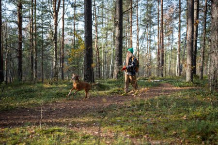 Carefree middle-aged pet owner spending pastime in pine forest hiking, walking with dog. Purebred puppy magyar vizsla running, jumping, frisking around. Recreation in wild scandinavian intact nature 