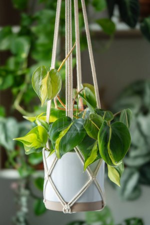 Photo for Handmade cotton macrame plant hanger closeup. Philodendron Scandens Brasil hanging from macrame setting at home garden. Green houseplant in handmade holders made of rope. Eco decoration - Royalty Free Image