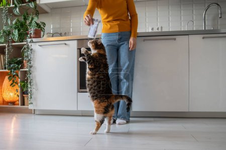 Photo for Domestic pet cat begging food on kitchen at home from woman owner. Hungry cat performing funny trick dancing on back paws to receive favorite food treats. Animal pet maintenance content care concept. - Royalty Free Image