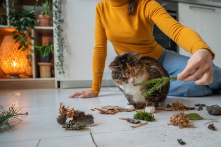 Photo for Woman cat lover playing with lazy cat using plants, stones, leaves on kitchen floor at home. Cat owner entertaining pet with nature materials to diversify leisure time. Caring domestic animal concept. - Royalty Free Image