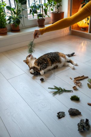 Photo for Activity in cats. Pet owner playing with adorable plump playful cat lying on floor, trying to catch twig. Activity, vitality, action, energy in domestic animals life. Obesity, overweight prevention - Royalty Free Image