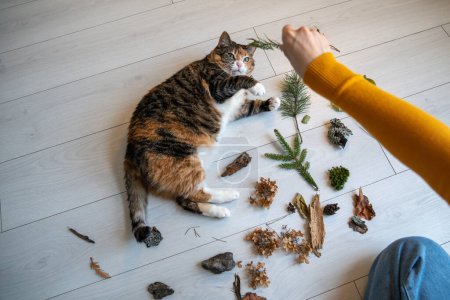 Photo for Top view lazy cat lying on floor touching branch playing with woman. Hand pet owner giving to cat different plants to learn study, smell development. Entertaining domestic boring animal. - Royalty Free Image