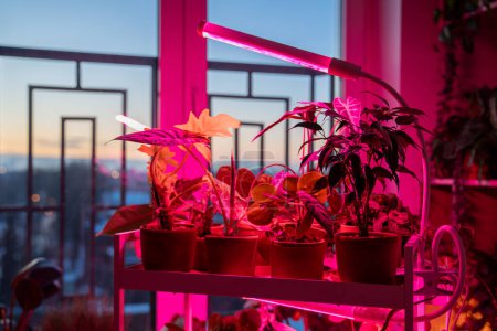 Houseplants arranged in pots on shelves beneath specialised LED pink grow lights. Soft, artificial glow of phyto lamps provides necessary light for plant growth and casts warm, cozy ambiance in room.