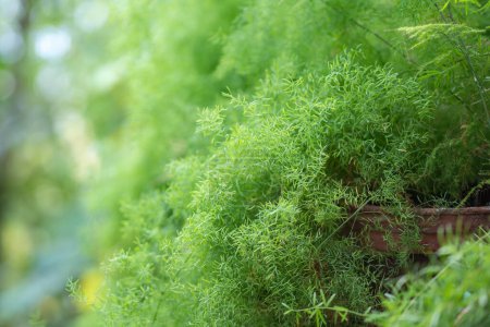 Foxtail asparagus fern plant in pot at home garden. Asparagus densiflorus growing in greenhouse. 
