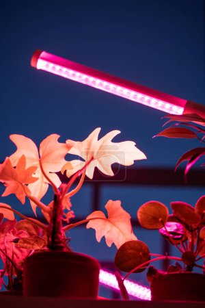 Foto de Cultivo de plantas bajo la lámpara phyto en casa. Primer plano de la lámpara rosa púrpura led para la iluminación suplementaria de Philodendron, plantas de interior Pilea en temporada de invierno. Cuidado de las plantas, concepto de iluminación adicional - Imagen libre de derechos