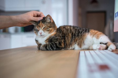 Téléchargez les photos : Salons de chat par le propriétaire de l'ordinateur caressant la fourrure avec amour. Lazy cut chat endormi trouve place sur la table à côté de l'ordinateur pour se détendre. Prenez une pause avec un animal domestique. Feline pigiste reposant sur le bureau - en image libre de droit