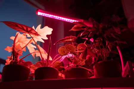 Growing plants under phyto lamp at home in winter season. Closeup of LED purple pink lamp for supplementary lighting of Philodendron, Pilea, Alocasia houseplants. Plant care, additional illumination.