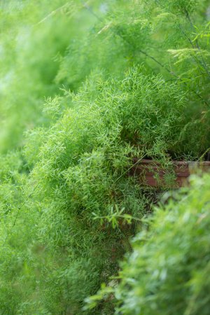 Planta de helecho de espárragos de cola de zorro en maceta en el jardín casero, enfoque suave selectivo. Espárragos exuberantes densiflorus creciendo en invernadero. 