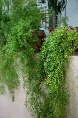 Foxtail espárragos helechos plantas en macetas en el alféizar de la ventana en la jardinería en casa. Espárragos decorativos sprengeri que crecen en invernadero. 
