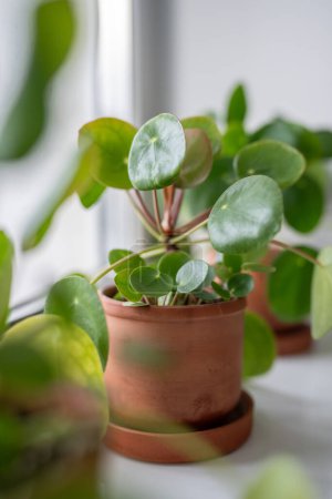 Großaufnahme von Pilea peperomioides Zimmerpflanze im Terrakottatopf auf der Fensterbank zu Hause. Chinesische Geldpflanze mit sprießlichem, weichem Fokus. Indoor Gardening, Hobbykonzept