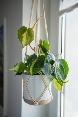 Photo for Plant Philodendron Hederaceum Scandens Brasil in white ceramic pot hanging from cotton macrame next to the window at home. Indoor potted Pothos houseplant in handmade macrame hanger. - Royalty Free Image