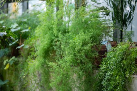 Foxtail asparagus fern plants in pots on windowsill at home gardening. Asparagus densiflorus growing in greenhouse. 