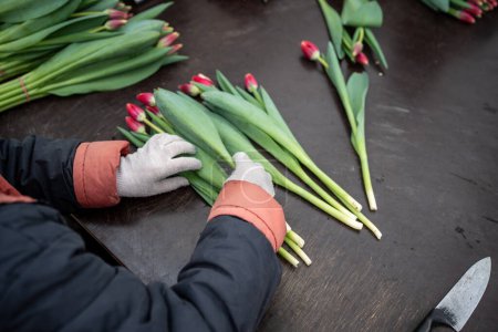 Foto de Obrero de clasificación de tulipanes frescos por color y longitud para la venta a granel en la plantación de flores en invernadero industrial en la víspera del 8 de marzo. Cosecha e historia de planta de tulipanes. Negocios florales estacionales - Imagen libre de derechos
