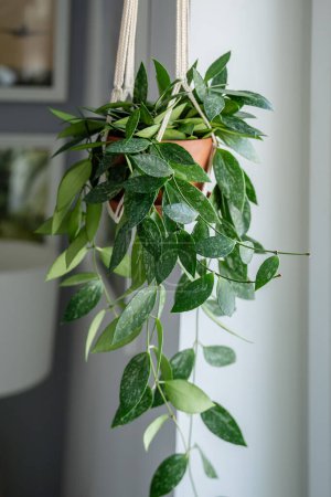 Photo for Plant Hoya gracilis in terracotta pot hanging from cotton macrame next to the window at home. Hoya in hanging pot closeup. Green houseplant in handmade holders made of rope. Urban jungle trend. - Royalty Free Image
