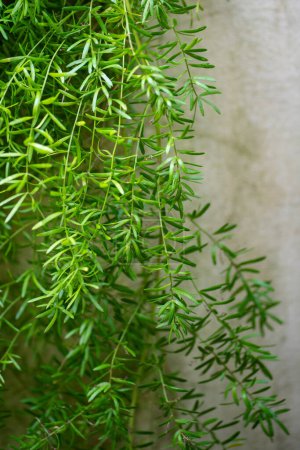Leaves of foxtail asparagus fern plant closeup. Asparagus densiflorus growing in greenhouse or home garden.