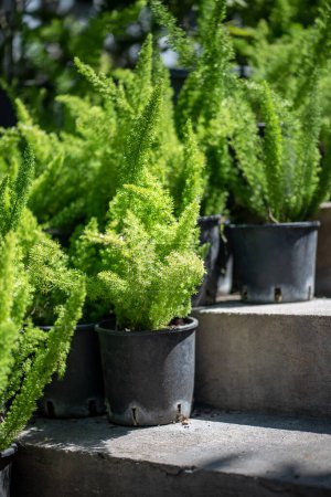 Foxtail asparagus fern plants in plastic pots in outdoor flower shop, garden store. Small shop selling ornamental houseplants in open air. Asparagus densiflorus. 
