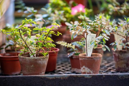 Photo for Closeup of small sprouts azalea plants growing in terracotta pots in orangery or greenhouse. Growth of houseplants for home garden in glasshouse or hothouse. Gardening, botany and flora concept - Royalty Free Image