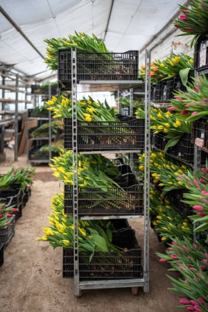 Photo for Multi-coloured cut tulips stacked in plastic boxes on racks, ready for wholesale. Collecting large batch of fresh flowers at greenhouse before holidays. Floral seasonal agribusiness - Royalty Free Image