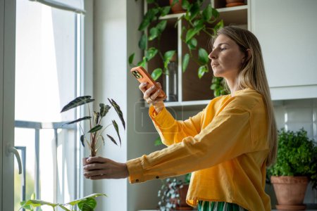 Concentrated middle-aged woman gardener taking plant photos with cellphone, posting in internet shop by using mobile app. Small business with plants. Green eco hobby of growing houseplants at home.