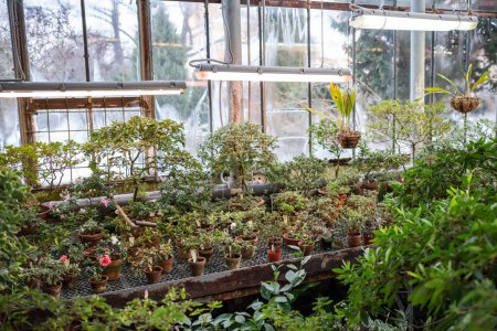 Various sprouts azalea plants growing in ceramic pots in glasshouse or greenhouse. Growth of houseplants for home garden in hothouse. Gardening business, botany and flora concept