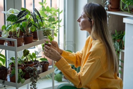 Caring woman plant lovers grows rare houseplants at home. Decor shelf wide variety potted plants. Interested female holds Pilea sprout in small pot. Hobby concept