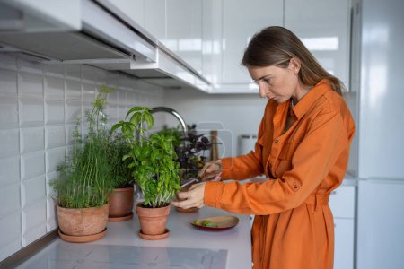 Photo for Female gardener cuts basil leaves. Woman taking care of home garden, seedlings, basil plants, mint, spicy herbs for eating, adding to food. Healthy tasty seasonings grown indoors. Harvest - Royalty Free Image