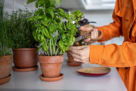 Woman cutting fresh leaves of home grown basil greens for cooking with scissors closeup. Harvest of aromatic herbs in terracotta pot in kitchen. Indoor herb gardening, healthy greenery food concept.