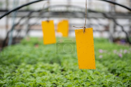 Fungus gnats stuck on yellow sticky trap selective focus. Non-toxic flypaper for Sciaridae insect pests in industry greenhouse. Eco plant pest control in glasshouse