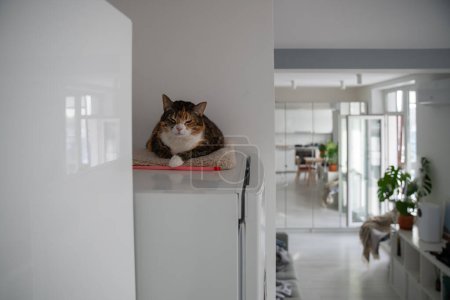 Sleepy calico cat resting on top of refrigerator in modern kitchen. Pet lying comfortably on fridge at home.
