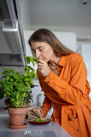 Photo for Woman enjoying smelling purple basil plant growing it in pot on kitchen at home for eating. Gardener amateur plant lover cook grow fresh herbs. House planting, gardening hobby leisure cuisine concept. - Royalty Free Image