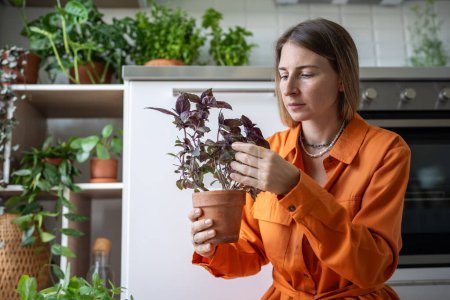 Photo for Woman caring basil plant removing dry leaves growing edible herbs at home kitchen. Swedish gardener female amateur taking care of houseplants. House planting, gardening, hobby, botany lover concept - Royalty Free Image