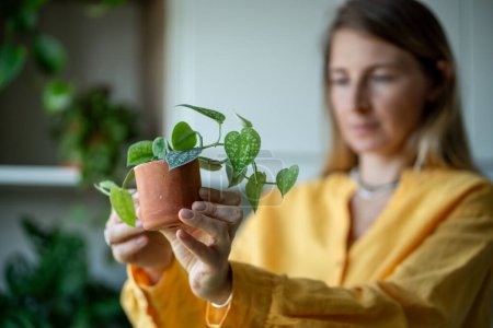 Woman looking at new plants Scindapsus after buying holding in hands at home. Interested female enjoy new flower for home garden. Indoor gardening, decorative flowers, houseplants for flat interior.