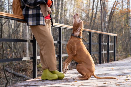 Foto de Mujer entrenando magyar vizsla perro enseñando comando de voz, caminando en el parque de otoño ajardinado. Propietaria de mascotas con perro en la naturaleza. Concepto de educación para mascotas. - Imagen libre de derechos