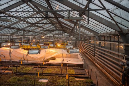 Panoramic view of plants seedlings in industrial glasshouse. Grow vegetables and edible herbs under phyto lamps in greenhouse. Organic eco cultivation of flowers in closed ground in hothouse to sale. 