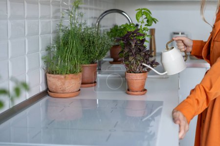 Photo for Woman plant lover taking care about green basil herbs watering it on kitchen at home. Hands of female gardener caring pouring water indoor plants in pots. Gardening, relax, planting hobby, homegrown - Royalty Free Image
