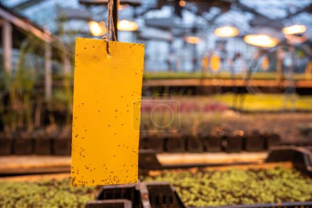 Gnats stuck on a yellow sticky trap close-up. Non-toxic flypaper for Sciaridae insect pests in industry greenhouse. Eco plant pest control in glasshouse