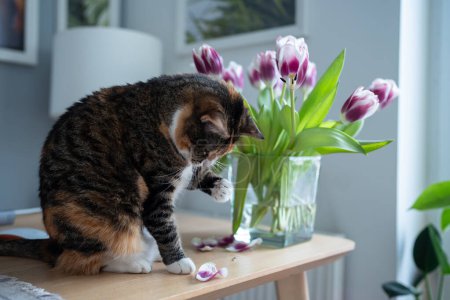Téléchargez les photos : Curieux chat domestique inspectant les pétales de tulipe tombés sur la table à la maison. Concept de vie animale. - en image libre de droit