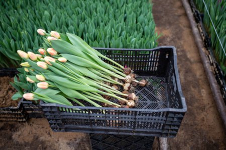 Foto de Plántulas de flores de tulipán en caja en invernadero, sacadas del suelo, listas para cortar. Recogiendo flores bulbosas. Agronegocios, negocio floral de temporada en Holland farm - Imagen libre de derechos