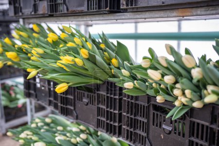 Photo for Yellow fresh cut tulips in plastic boxes on racks closeup, ready for wholesale. Collecting large batch of flowers at greenhouse before holidays. Floral seasonal agribusiness - Royalty Free Image