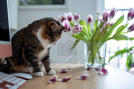 Photo for Domestic cat playing with tulip flowers in vase at home sniffing tasting plant. Multicolored curious pet cat sitting on table. Keeping and caring for pets, animals. Funny cat is interested in plants. - Royalty Free Image