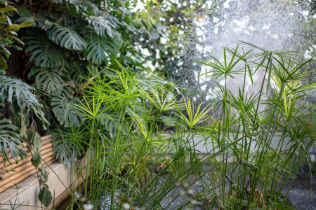 Foto de Plantas de papiro verde vibrante y Monstera con niebla de agua en el fondo, iluminado por la luz del sol. Hojas de Cyperaceae nítidas y vibrantes contra el telón de fondo de niebla brillante, enfoque suave. - Imagen libre de derechos