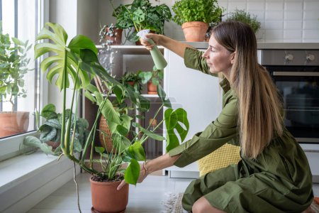 Pleased woman plant lover taking care about green plants spraying water to monstera in kitchen. Relaxed blonde middle aged female caring watering growing houseplants. Gardening, hobby for cozy home.