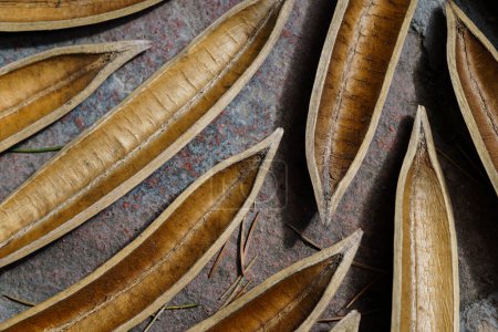 Nahaufnahme von getrockneten braunen Samenschoten auf steinigem Hintergrund. Strukturierte Details und organische Formen von Pflanzen