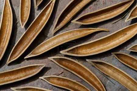 Téléchargez les photos : Gros plan de gousses de graines brunes séchées sur fond de pierre. Détails texturés et formes organiques des plantes - en image libre de droit