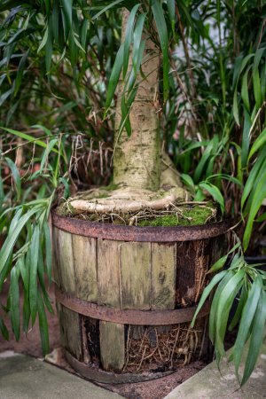Photo for Ficus roots have broken wooden pot due to crowding, because of big root and need to repot. Untimely transplanting of the plant and poor growing conditions - Royalty Free Image