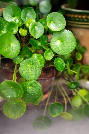 Pilea peperomioides houseplant with water drops on leaves in old ceramic pot closeup, condensation from humidifier. Chinese money plant in flowerpot at home, . Indoor gardening. 