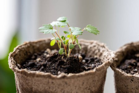 Téléchargez les photos : Petits semis Fraise Fragaria dans un pot de tourbe à la maison. hobby, jardinage intérieur, culture de fruits à partir de graines concept - en image libre de droit